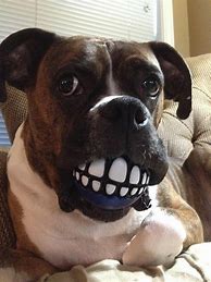 Image result for Funny Boxer Dog
