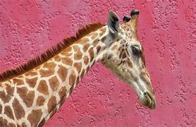 Image result for Pink Giraffe Baby