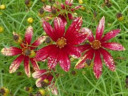 Image result for Coreopsis verticillata Route 66
