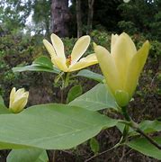 Image result for Magnolia Daphne