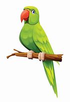 Image result for Parrot Cartoon