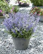 Image result for Nepeta faassenii Purrsian Blue