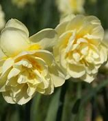 Narcissus Little Spell 的图像结果