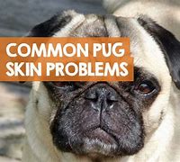 Image result for Pug Skin Problems Pictures