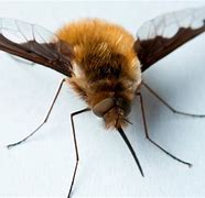 Image result for Bees That Look Like Horse Flies