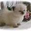 Image result for Long Haired Munchkin Cat