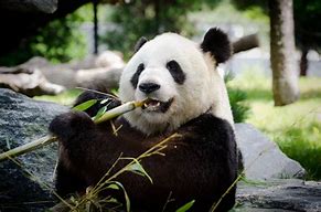 Image result for Giant Panda Black and White