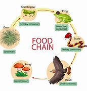 Image result for Food Chain Cartoon with Rat