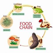 Image result for Food Chain Concept