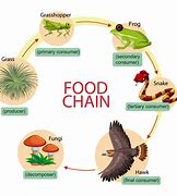 Image result for Food Chain Cartoon