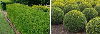 Image result for Buxus sempervirens 15/20, p9