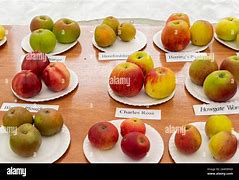 Image result for British Apple Varieties