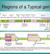 Image result for Regions of Genes
