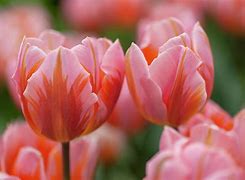 Image result for Tulipa Flower Power