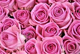Image result for Pink Rose HD Wallpaper iPhone