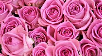 Image result for Rose Wallpaper