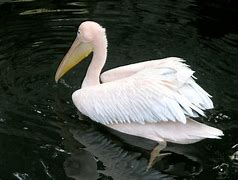 Image result for Pink Pelican Pursuit