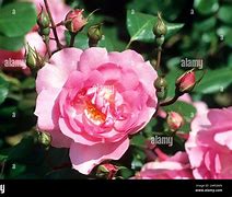 Image result for Rosa vent dete