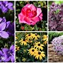 Image result for Summer Garden Plants Wisconsin