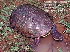 Image result for Acanthochelys pallidipectoris