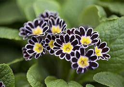 Image result for Primula elatior Silver Lace Black