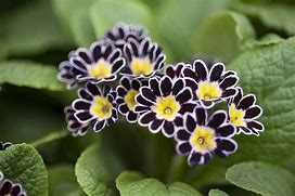 Image result for Primula Silver Lace Black