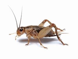 Image result for Small Cricket Insect