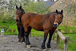 Image result for French Horse Breeds