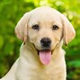 Image result for Cool Dog Wallpapers for PC