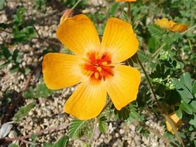 Image result for Arizona Poppy Flowers