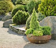 Image result for Dwarf Evergreens for Containers