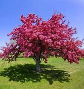 Image result for Malus Profusion