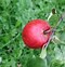 Image result for A Photo of Two Whole Red Apple's and a Small Piece of Red Apple