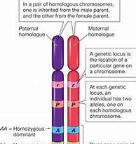 Image result for Homozygous Traits Examples