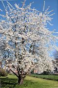 Image result for Prunus avium Stella