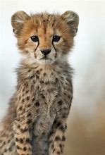 Image result for Funny Cute Baby Cheetahs