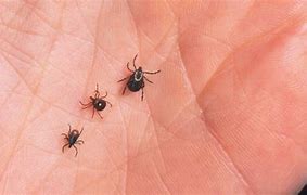 Image result for What Does a Lyme Tick Look Like