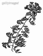Image result for Red Cypress Vine