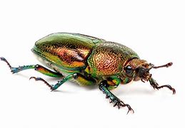 Image result for Beetle