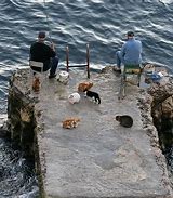 Image result for Cat Lady Fishing