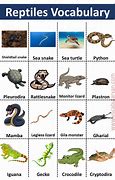Image result for List of All Reptiles