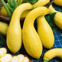 Image result for Yellow Crookneck Squash and Zucchini