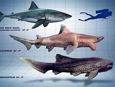 Image result for Great White Relative