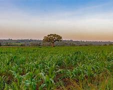Image result for Kenya Highlands Agriculture