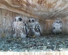 Image result for Baby Peregrine Falcon
