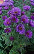 Image result for Aster novae-angliae Purple Dome