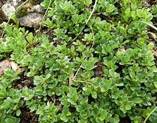 Image result for Salix serpyllifolia