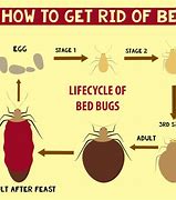 Image result for What Can Kill Bed Bugs