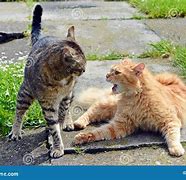 Image result for 2 Cats Fighting