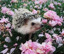 Image result for Cutest Hedgehog